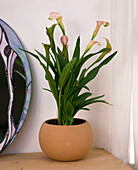 Zantedeschia elliotiana