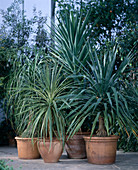 Dracaena draco, Yucca elephantipes