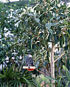 Ficus Australis mit Papagei