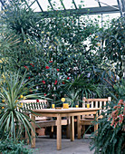 Wintergarten mit Ficus Australis