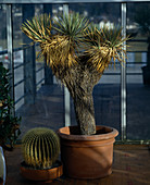 Yucca thomsoniana