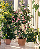 Camellia japonica