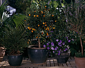Fortunella Japonica (Kumquat) Brunfelsia-Hybride