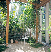 Winter garden with Passiflora, Camellia, Ficus