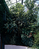Eriobotrya japonica, Pittosporum tenuiloba (woolly medlar)