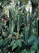 Warm house plants with Anthurium regale