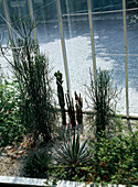 Winter garden with Euphorbia tirucalli