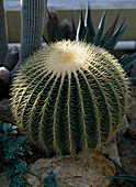 Echinocactus grusonii