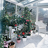 Camellias in