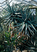 Aloe reitzii