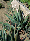Aloe FEROX