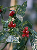 Aucuba Japonica 'Variegata'