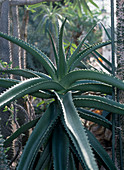 Aloe-Hybride