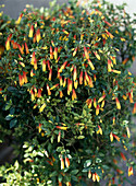 Jacobinia pauciflora