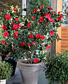 Camellia japonica 'Ascona'