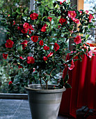 Camellia japonica 'Ascona'