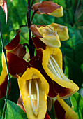 Thunbergia mysorensis