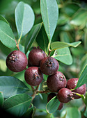 Psidium cattleyanum