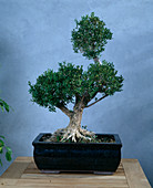 Buchsbaum als Bonsai