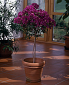 Bougainvillea glabra