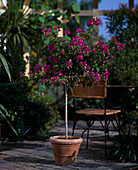 Bougainvillea glabra