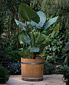 Alocasia SPECIOSA