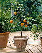 Citrus aurantium Var. Myrtifolia
