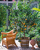 Citrus-Hybriden (Mandarinen)