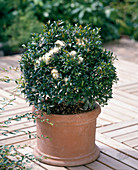 Eugenia myrtifolia (syn: Syzygium)