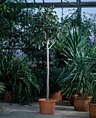 Ficus australis