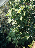 Ficus carica