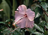 Hibiscus hybrid