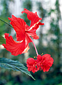 Hibiskus schizopetalus