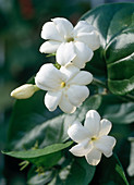 Jasminum sambac