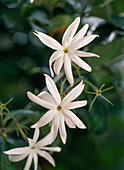 Jasminum nitidum