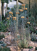 Kalanchoe Tubiflora