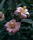 Lagunaria Patersonii