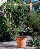Manettia bicolor