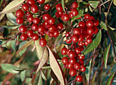 Nandina domestica