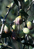 Olea europaea