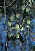 Olea europaea