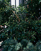 Psidium cattleyanum