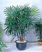 Rhapis Excelsa