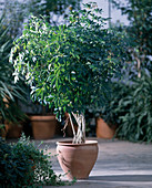 Schefflera arboricola