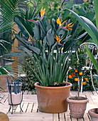 Strelitzia reginae