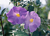 Thunbergia erecta