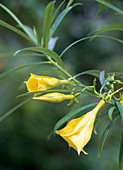Thevetia peruviana (tropical oleander)