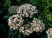 Viburnum tinus