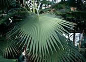 Washingtonia filifera var. robusta