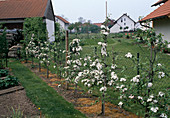 Apple trellis flowering